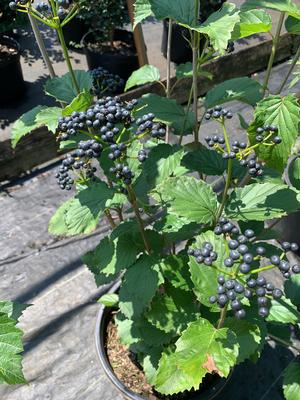 Viburnum dentatum 