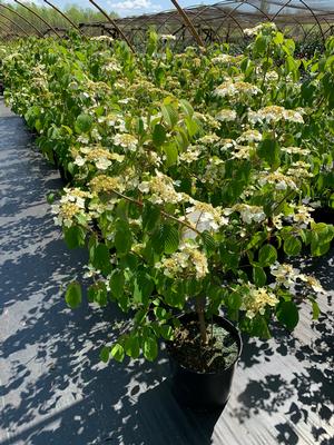 Viburnum plicatum var. tomentosum Mariesii