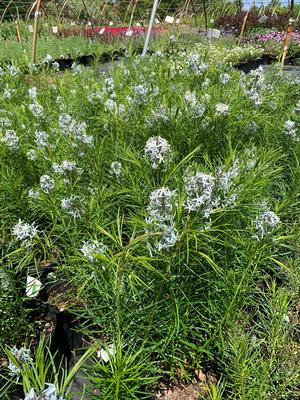 Amsonia hubrichtii 