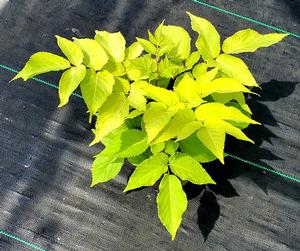 Aralia cordata Sun King