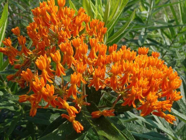 Asclepias tuberosa 