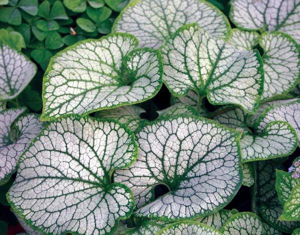 Brunnera macrophylla Jack Frost