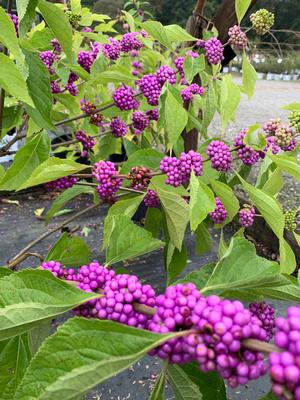 Callicarpa americana 