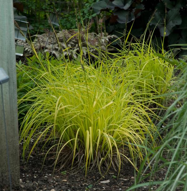 Carex elata Bowles Golden