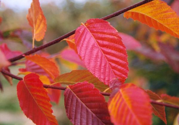 Carpinus caroliniana 