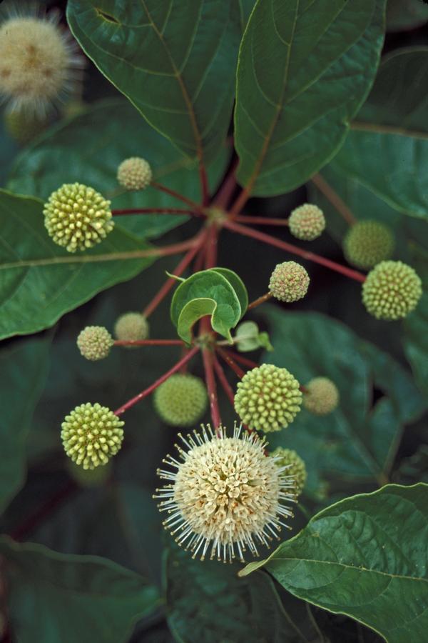 Cephalanthus occidentalis 