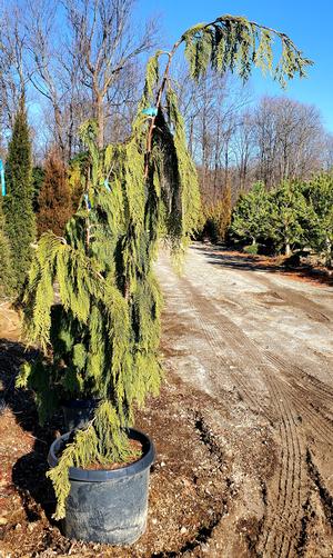 Chamaecyparis nootkatensis Glauca Pendula