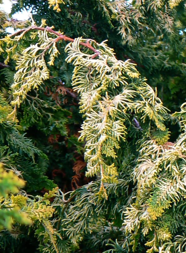 Chamaecyparis obtusa Fernspray Gold