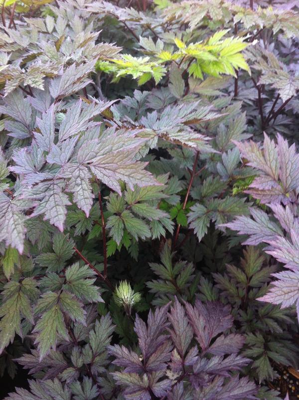 Actaea (cimicifuga) simplex Pink Spike