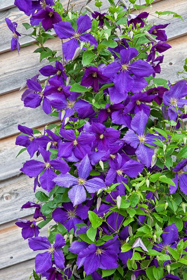 Clematis jackmanii 