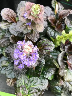 Ajuga reptans Black Scallop