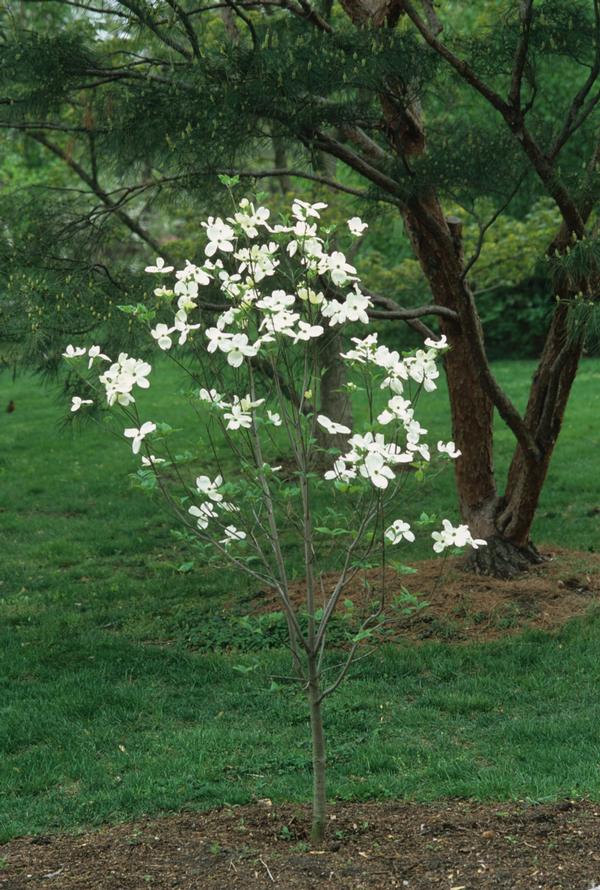 Cornus florida Cloud 9