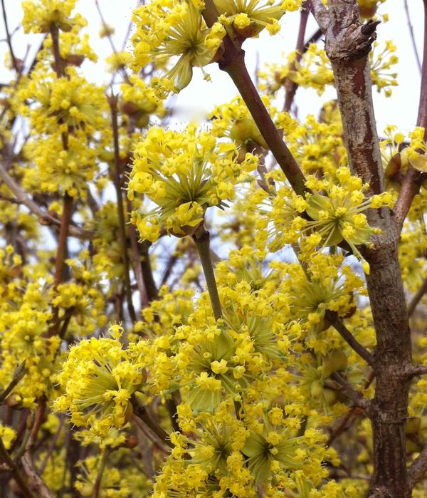 Cornus mas 