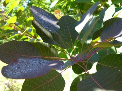 Cotinus Grace