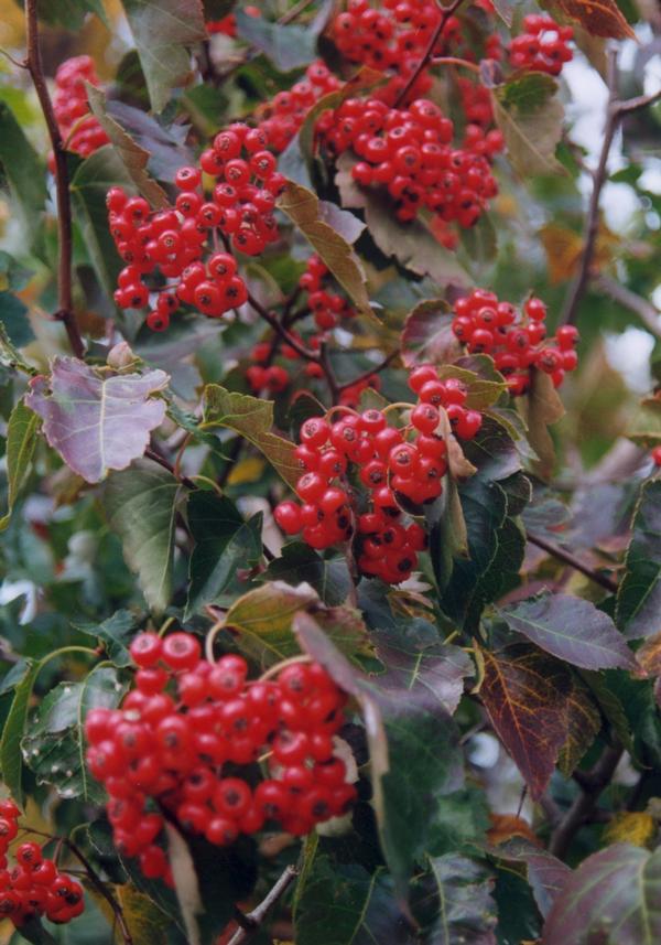 Crataegus phaenopyrum 