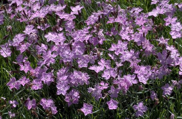 Dianthus Baths Pink