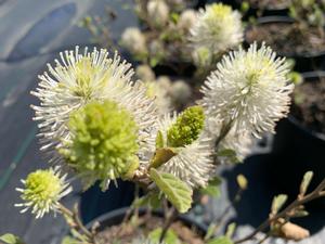 Fothergilla x (gardenii)(major) Mount Airy