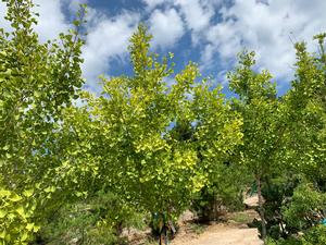 Ginkgo biloba Princeton Sentry