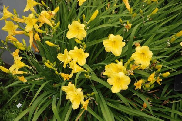 Hemerocallis Happy Returns