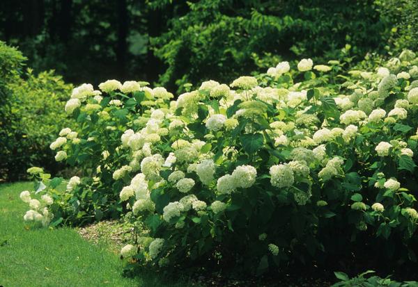 Hydrangea arborescens Annabelle