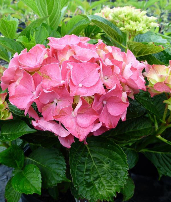 Hydrangea macrophylla Glowing Embers