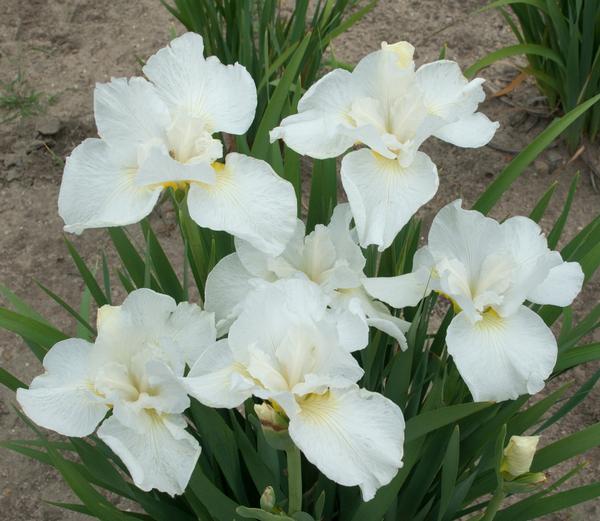 Iris siberica Swans in Flight