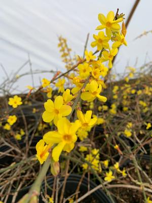 Jasminum nudiflorum 