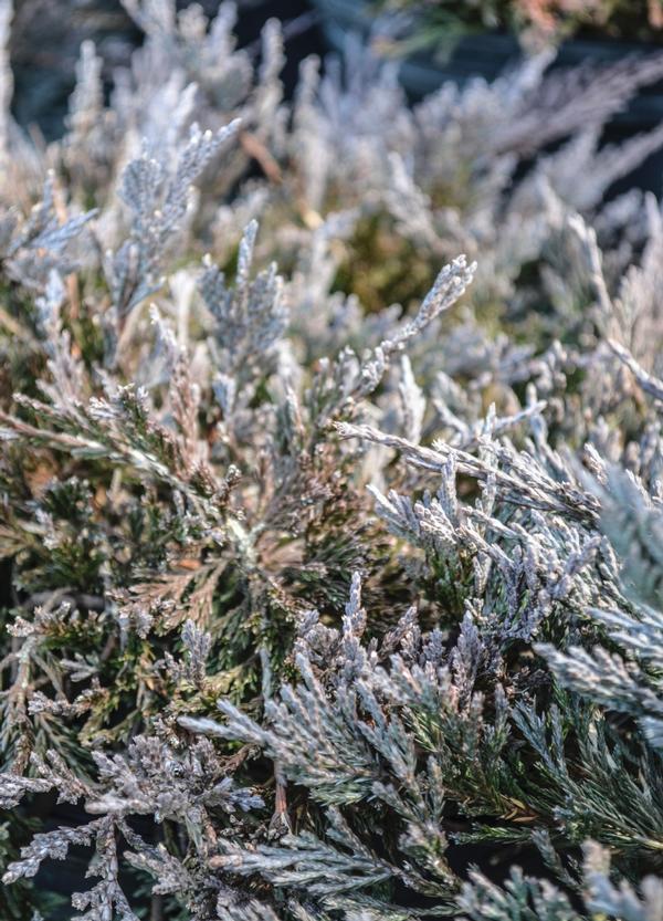 Juniperus horizontalis Bar Harbor