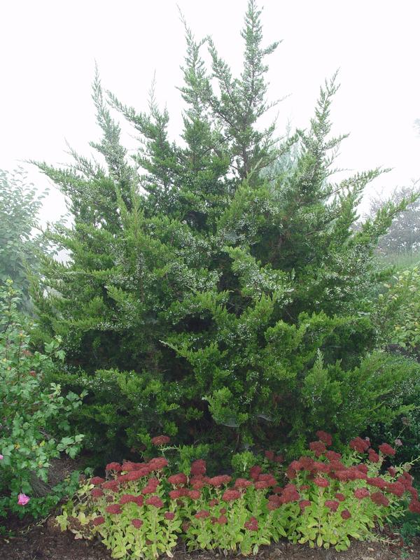 Juniperus virginiana 