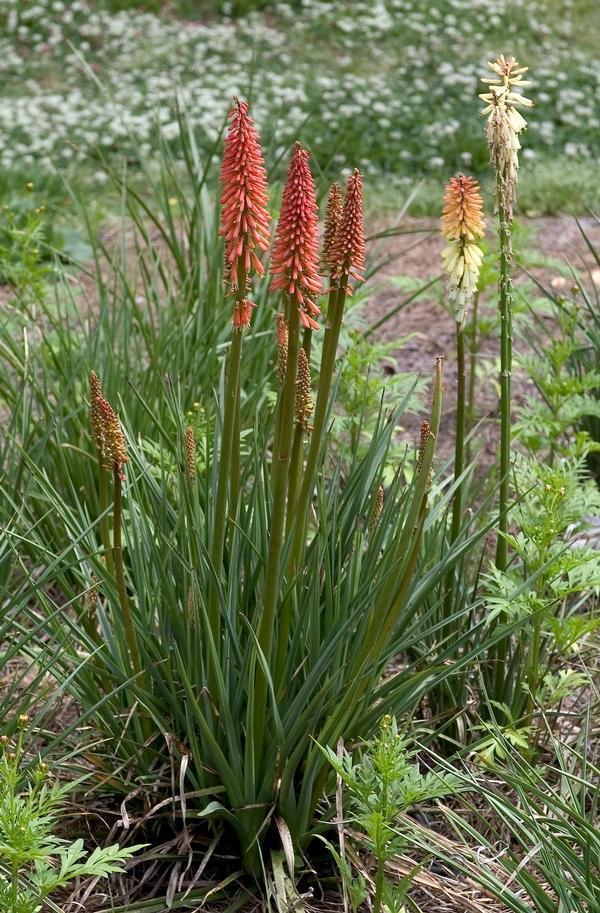 Kniphofia Flamenco