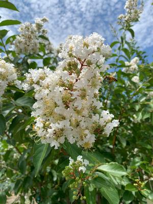 Lagerstroemia indica x fauriei Natchez