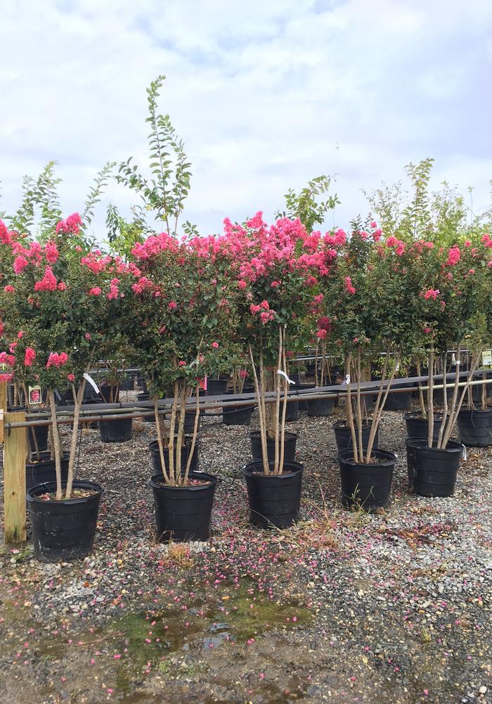 Lagerstroemia indica x fauriei Tuscarora