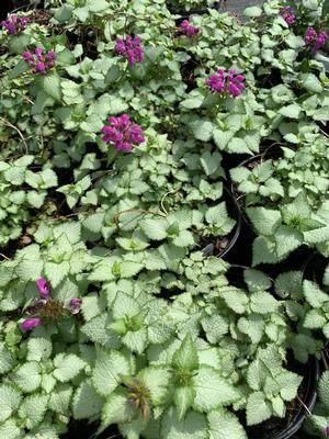 Lamium maculatum Purple Dragon