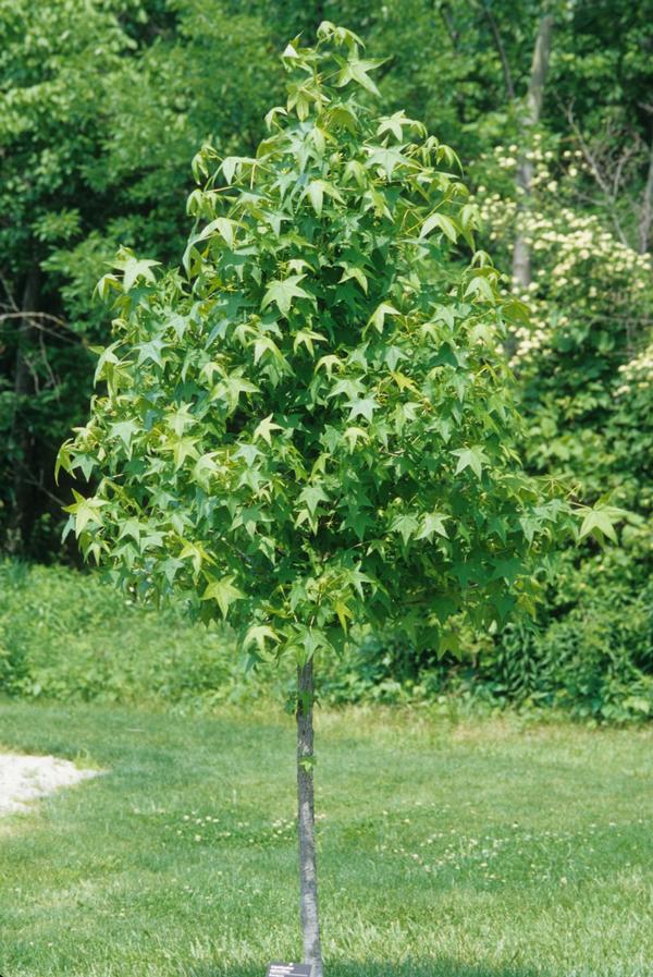 Liquidambar styraciflua 