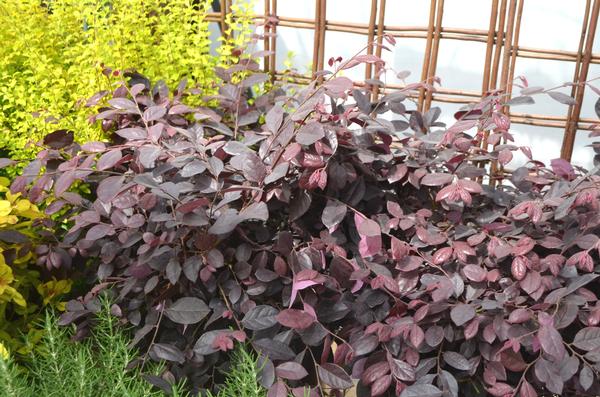 Loropetalum chinense Purple Diamond®(PP18331) 