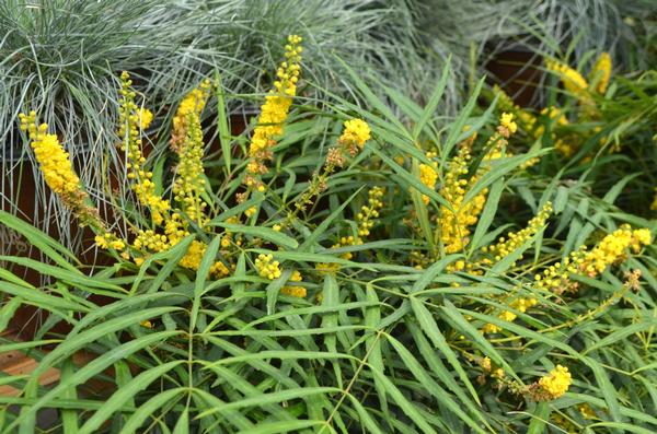 Mahonia eurybracteata Soft Caress