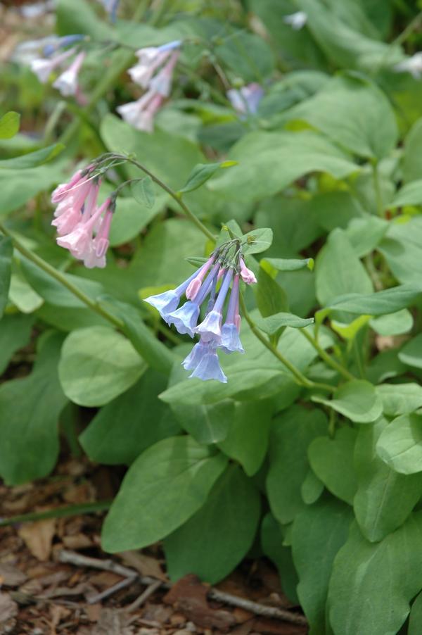 Mertensia virginica 