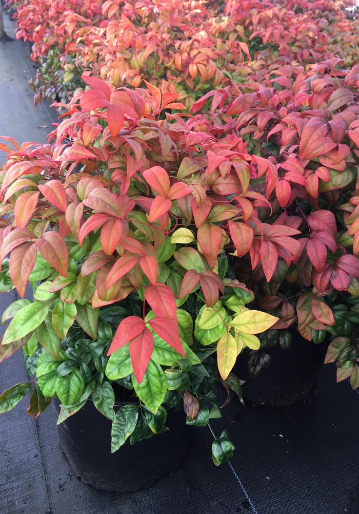 Nandina domestica Firepower