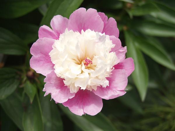 Paeonia lactiflora Sorbet