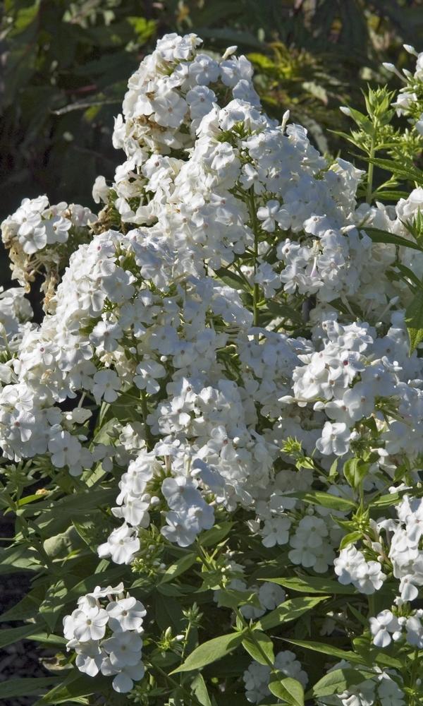 Phlox paniculata David