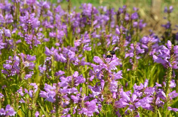 Physostegia virginiana Vivid