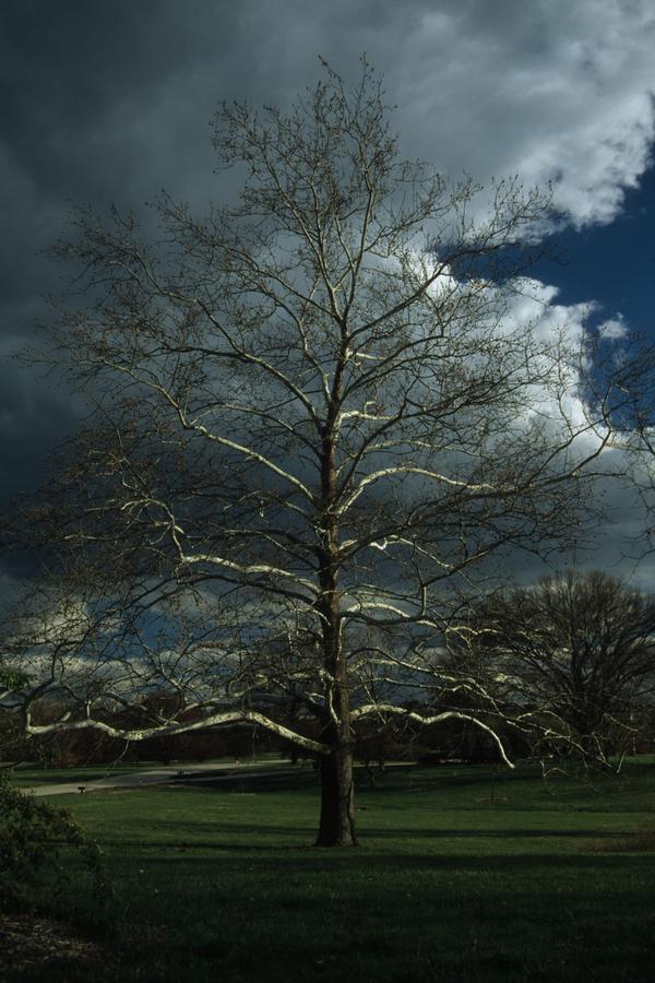 Platanus occidentalis 