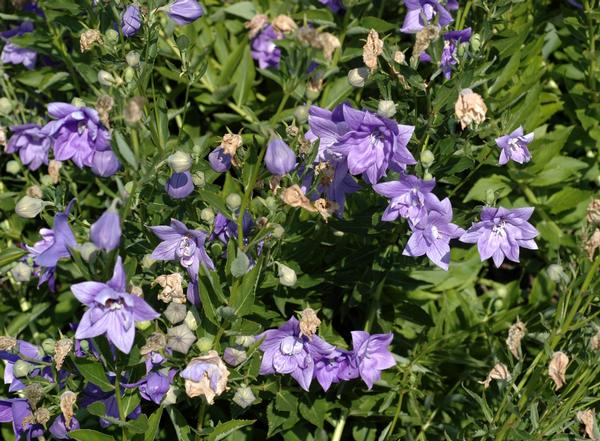 Platycodon grandiflorus Double Blue