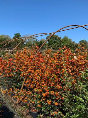 Pyracantha x Mohave