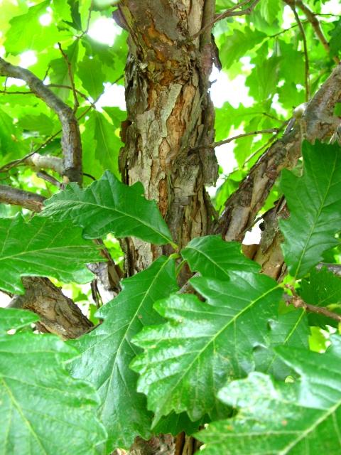 Quercus bicolor 