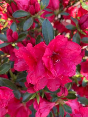 Azalea-Rhododendron Kurume hybrid Hershey Red