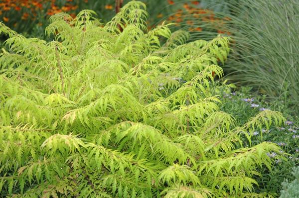 Rhus typhina Tiger Eyes®(PP16185) 