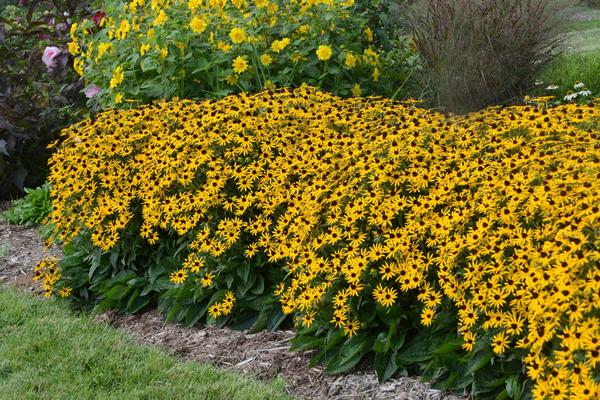 Rudbeckia fulgida var. sullivantii Little Goldstar