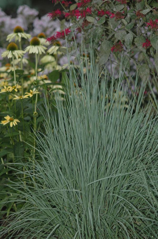 Schizachyrium scoparium The Blues