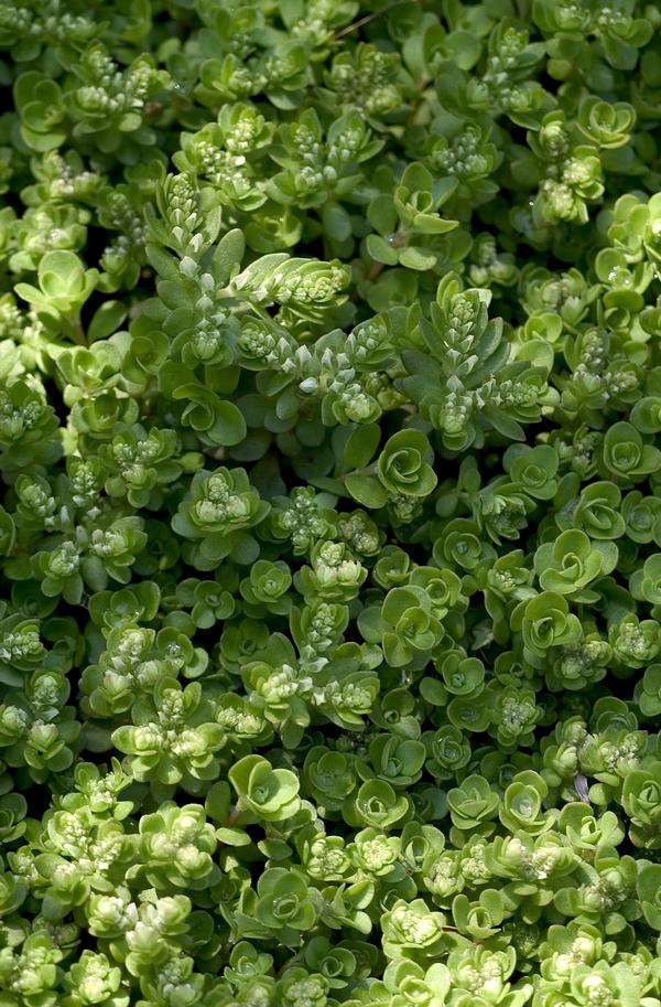 Sedum ternatum 